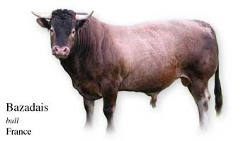 Bazadais - bull - France
