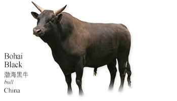 Bohai Black -bull- China