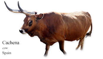 Cachena-Spain -cow- Spain
