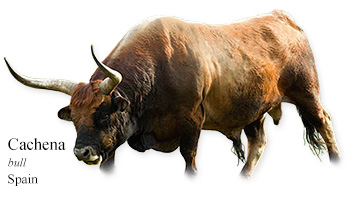 Cachena-Spain -bull- Spain
