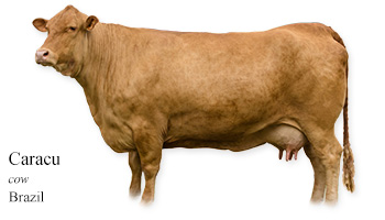 Caracu -cow- Brazil