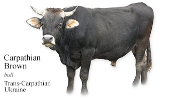 Carpathian Brown -bull- Trans-Carpathian Ukraine