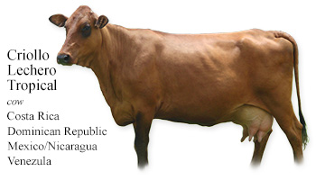 Criollo Lechero Tropical -cow- Costa Rica/Dominican Republic/Mexico/Nicaragua/Venezuela
