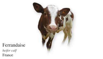 Ferrandaise - heifer calf - France