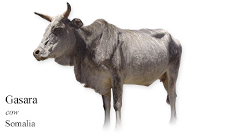 Gasara -cow- Somalia