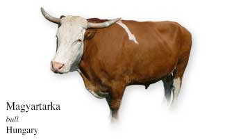 Magyartarka - bull - Hungary