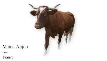 Maine-Anjou - cow - France