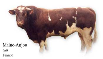 Maine-Anjou - bull - France