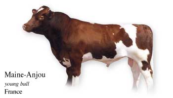 Maine-Anjou - young bull - France