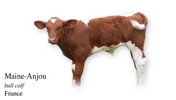 Maine-Anjou - bull calf - France