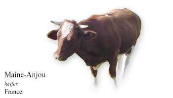 Maine-Anjou - heifer - France