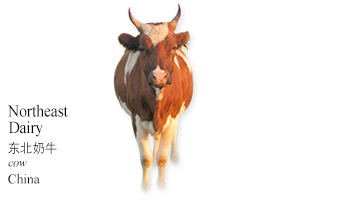 Northeast Dairy -cow- China