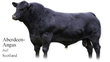 Aberdeen-Angus -bull- Scotland