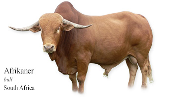 Africander -bull- South Africa