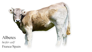 Albères -heifer calf- France/Spain