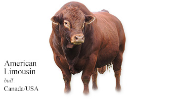 American Limousin -bull- Canada/USA