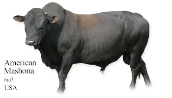 American Mashona -bull- USA