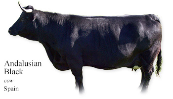 Andalusian Black -cow- Spain