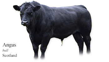 Angus -bull- Scotland