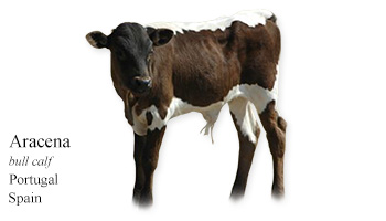 Aracena -bull calf- Portugal/Spain