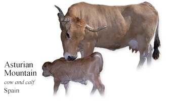 Asturian Mountain -cow and calf- Spain