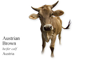 Austrian Brown -heifer calf- Austria