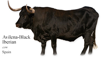 Avileña-Black Iberian -cow- Spain