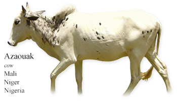 Azaouak -cow- Mali/Niger/Nigeria