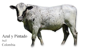 Azul y Pintado -bull- Colombia
