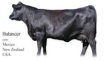 Balancer -cow- Mexico/New Zealand/USA
