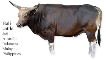 Bali cattle -bull- Australia/Indonesia/Malaysia/Philippines