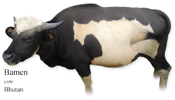 Bamen -cow- Bhutan