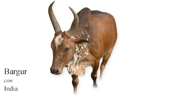 Bargur -cow- India