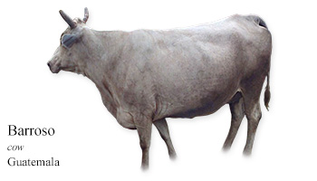 Barroso -cow- Guatemala