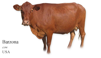 Barzona -cow- USA