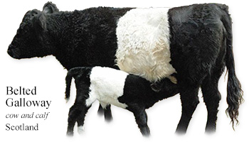 Belted Galloway -cow and calf- Scotland