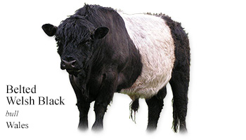 Belted Welsh Black -bull- Wales
