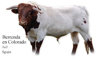 Berrenda en Colorado -bull- Spain