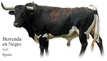 Berrenda en Negro -bull- Spain
