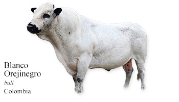 Blanco Orejinegro -bull- Colombia