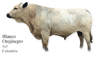 Blanco Orejinegro  -bull- Colombia