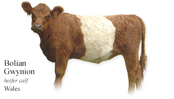 Bolian Gwynion -heifer calf- Wales