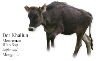 Bor Khaliun Монголын Шар бор -heifer calf- Mongolia