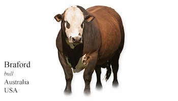 Braford -bull- Australia/USA
