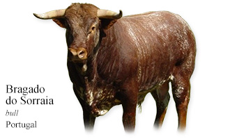 Bragado do Sorraia -bull- Portugal