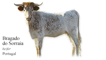 Bragado do Sorraia -heifer- Portugal