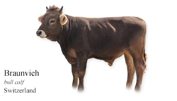 Braunvieh -bull calf- Switzerland