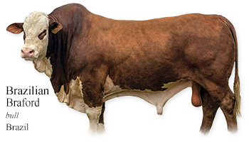 Brazilian Braford -bull- Brazil