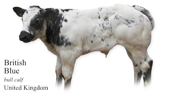 British Blue -bull calf- Great Britain
