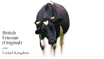 British Friesian (Original) -cow- UK